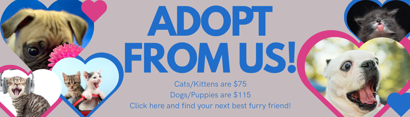 Click here for information on Adopting from Us