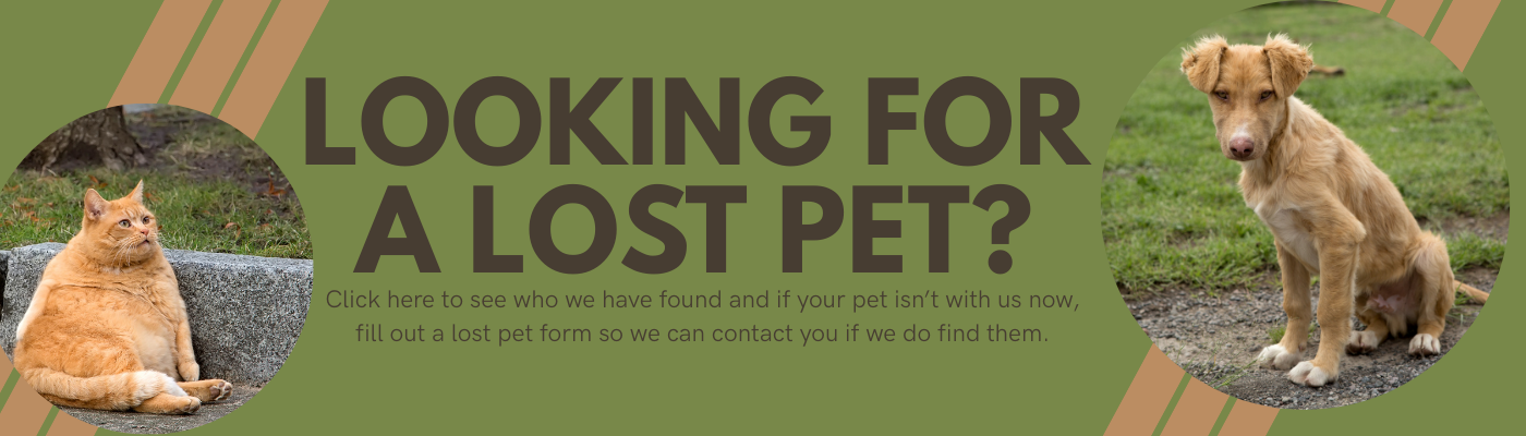 Click here for information on Lost Pets